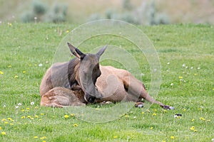 Cow elk after giving birth to fawn