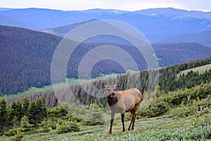 Cow Elk Grazing above the Poudre River Valley in Rocky Mountain National Park