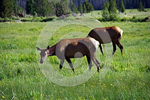 Cow elk grazing in a rich meadow