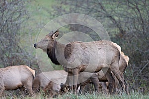 Cow Elk Herd