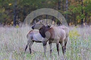 Cow and Calf Elk at Oconaluftee in Western North Carolina