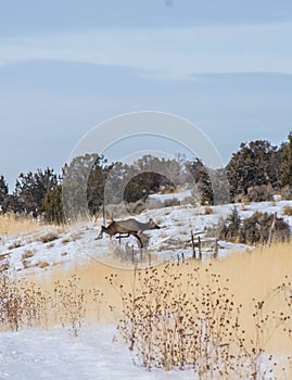 Cow elk large mammal jumping fence in rural country mountains