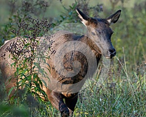 Cow Elk on the Move