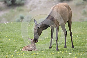 Cow elk and newborn in spring
