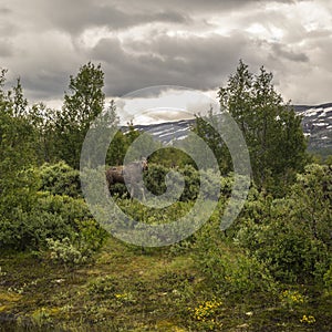 Cow elk in norway