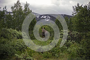 Cow elk in norway