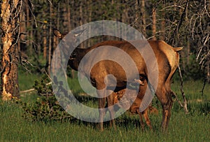 Cow Elk with Nursing Calf