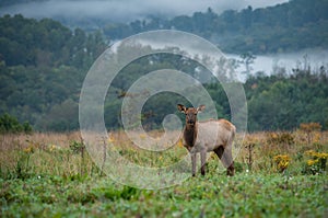 Cow Elk Portrait