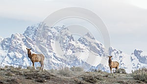 Cow elk on ridge with Tetons in the background