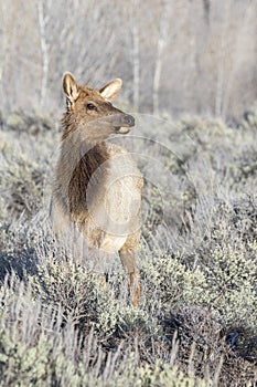 Cow elk in sagebrush meadow with grass and trees