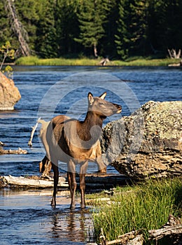 Cow elk standing by the Madison river in Yellowstone National Park on a sunny day