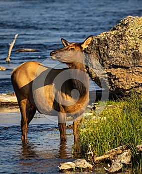 Cow elk standing by the Madison river in Yellowstone National Park on a sunny day