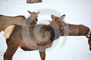 Cow elk surviving a winter snow storm