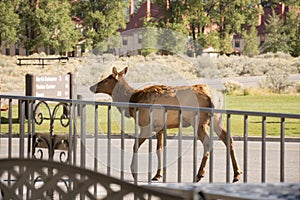 Cow Elk Walking By Hotel Patio, Mammoth Hot Springs, Yellowstone National Park