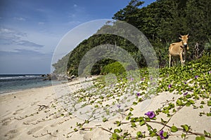 A cow on an Empty beach in Aceh, Indonesia