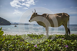 A cow on an Empty beach in Aceh, Indonesia photo
