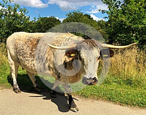 Cow English longhorn cattle Epping Forest