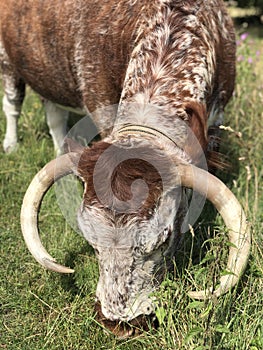 Cow English longhorn cattle Epping Forest