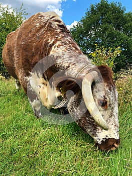 Cow English longhorn cattle Epping Forest