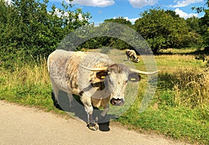 Cow English longhorn cattle Epping Forest