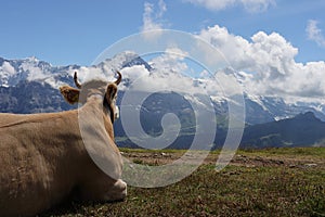 Cow enjoying the view on the Alps