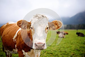 Cow in European meadow near famous castle Neuschwanstein. Bavaria, Germany Deutschland