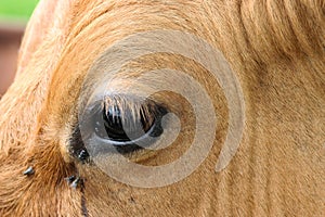 Cow eye