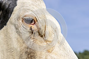 Cow eye close up, a black and white one, looking calm and tranquil, close up of a dairy black and white milker