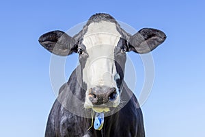 Cow face, black and white friendly innocent looking in front of a blue sky