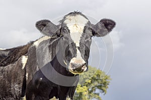 Cow face black and white looking at the camera, portrait in medium shot