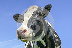 Cow face black and white, looking curious, blue background