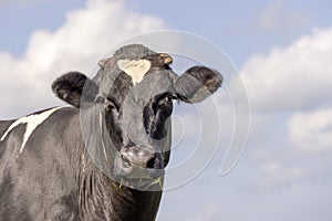 Cow face black and white, looking friendly, in front of  a blue sky