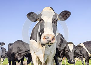 Cow face black and white and pink nose, looking in front of a blue sky amidst a group of cows