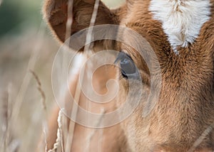 Cow Face Close-up In Field