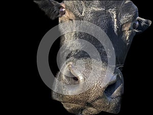 Cow face isolated on black background closeup