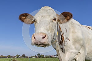 Cow face, large head and big pink nose, white and spotted red, looking at the camera in front of a blue sky