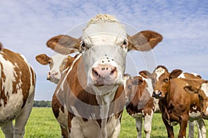 Cow face looking in front, flies on the nose, red and white, a group together happy and joyful in a green field with a blue sky