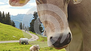 Cow face in Mount Rigi