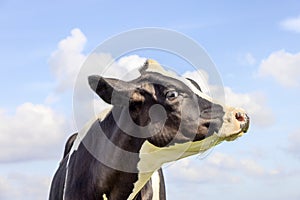 Cow face profil, gentle looking up, pink nose and a blue sky with little clouds