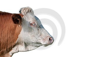 Cow face profile islolated on white