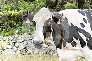 Cow in FajÃ£ Grande on the island of Flores in the Azores, Portugal