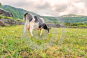 Cow in FajÃ£ Grande on the island of Flores in the Azores, Portugal