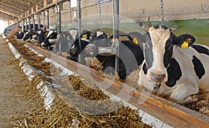 Cow farm