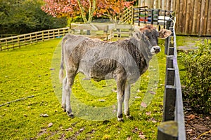 a cow on a farm