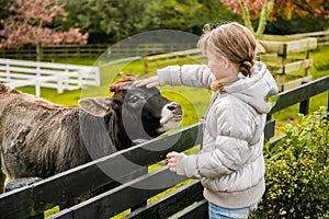 A cow on a farm