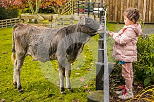 A cow on a farm