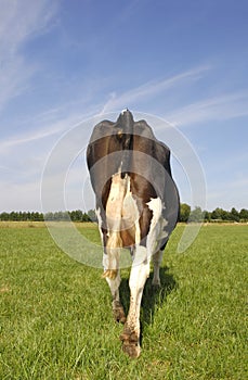 Cow at farm