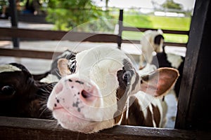 Cow in farm