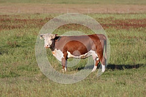 Cow on farm