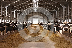 Cow farm agriculture